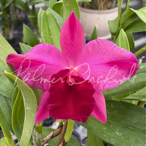 Rlc. Higher Multiplier — Palmer Orchids